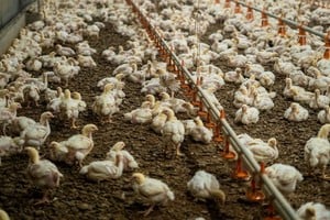 2 de julio, Día Nacional de la Avicultura: cómo se gesta la actividad del futuro / Gentileza