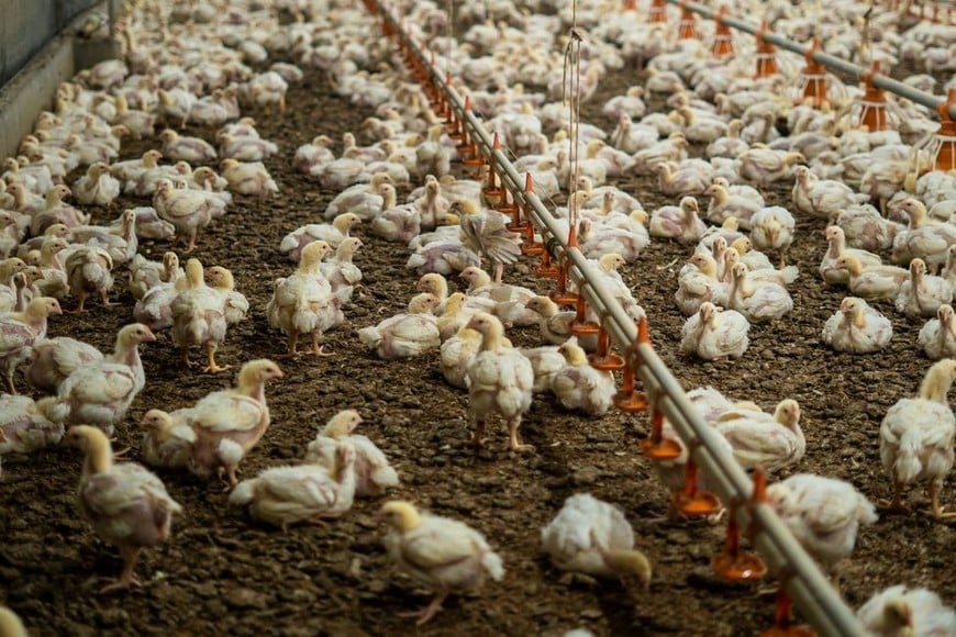 2 de julio, Día Nacional de la Avicultura: cómo se gesta la actividad del futuro / Gentileza