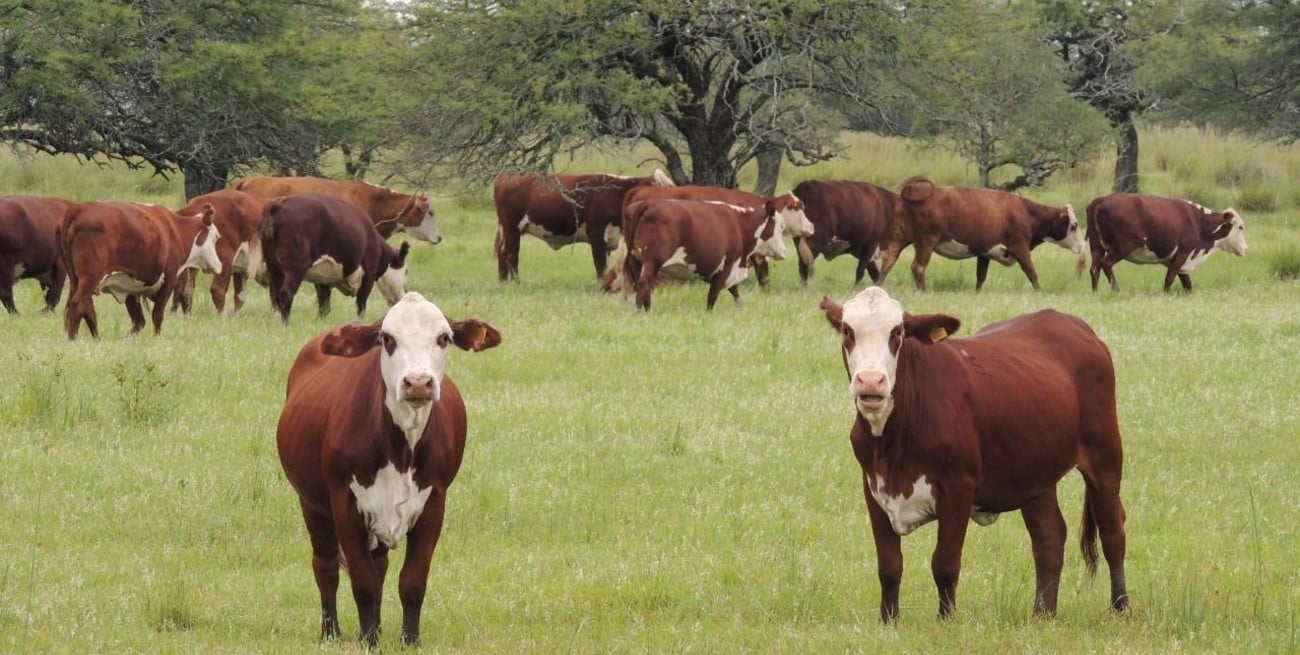 Un objetivo clave: mejorar la ganadería en el norte santafesino con acciones estratégicas
