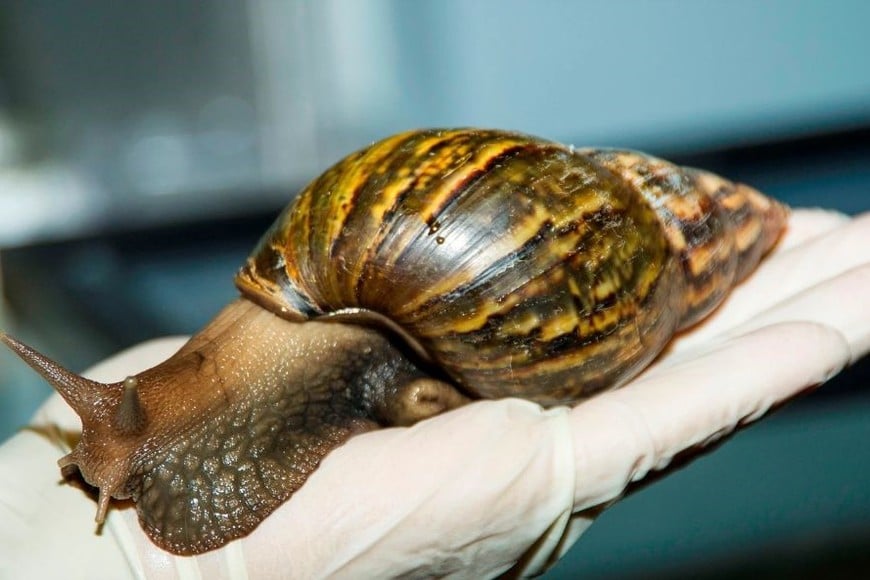 Para evitar la propagación de esta plaga y resguardar la salud de la población, el organismo sanitario nacional difundió un protocolo de acción inmediata.