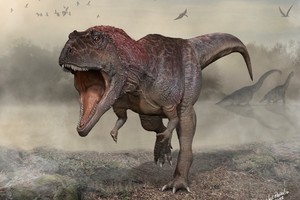 An artist's reconstruction of the Cretaceous Period meat-eating dinosaur Meraxes gigas, whose fossils including a nearly complete skull were unearthed in ArgentinaÕs northern Patagonia region. Meraxes, which lived about 90 million years ago, is estimated at about 36-39 feet (11-12 meters) long and about 9,000 pounds (4 metric tons). Carlos Papolio/Handout via REUTERS.  NO RESALES. NO ARCHIVES. THIS IMAGE HAS BEEN SUPPLIED BY A THIRD PARTY.
