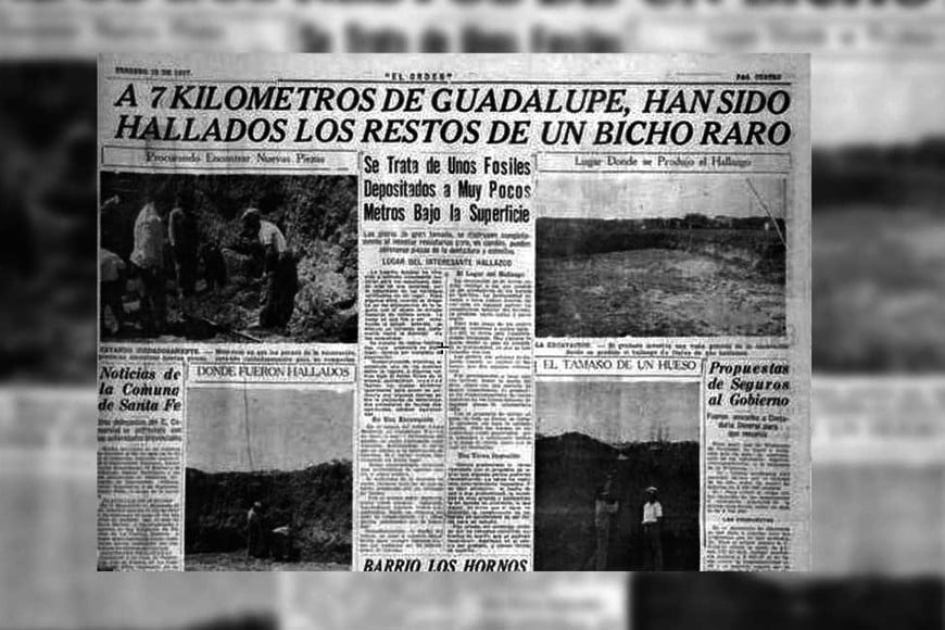 Bicho raro en barrio Guadalupe