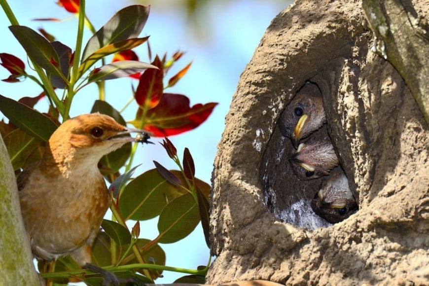 El hornero, pájaro nacional.
