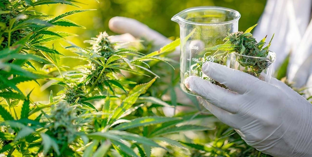 Cannabis medicinal: la provincia de Santa Fe comienza el cultivo experimental