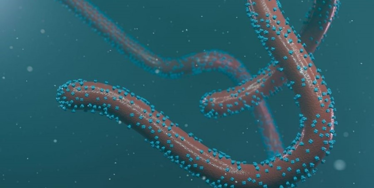 Virus de Marburgo: qué es y por qué es más mortal que el Ébola

