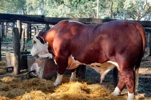 Los mismos criadores entendieron que esa mejor genética adaptada a todos los climas