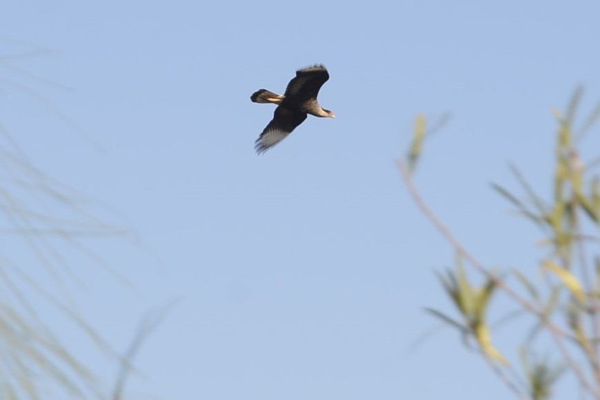 Un imponente carancho apareció durante la visita guiada. El reportero gráfico de El Litoral lo capturó en pleno vuelo.