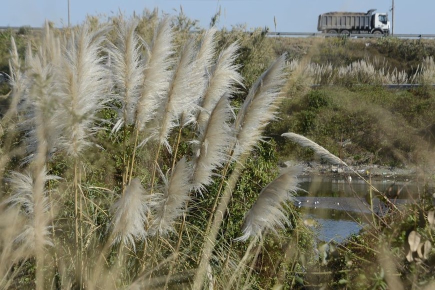 El reservorio con la vegetación, las aves y de fondo, la Circunvalación /Créditos: Luis Cetraro
