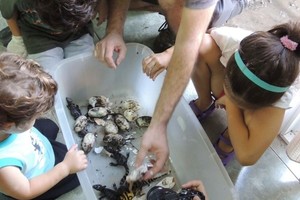 La foto es de la cosecha de huevos de la temporada febrero-marzo 2022 del Programa de Educación y Comunicación de la Ciencia del Proyecto Yacaré. En cinco años pasaron 1.500 niños y alumnos de escuelas durante la época de nacimiento de estas especies.