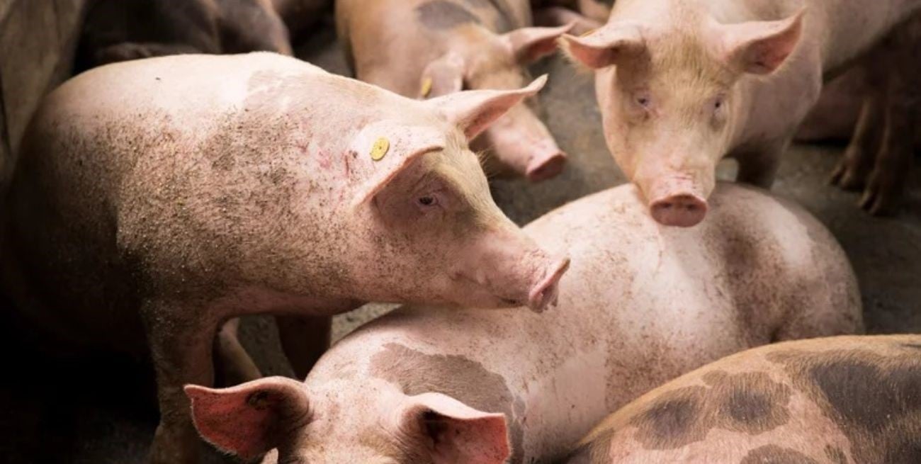 Se aprobó un plan de contingencia ante una eventual emergencia por Peste Porcina Africana