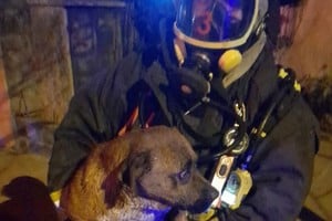 Tras rescatar al can de entre las llamas, se lo envió a un veterinario para su asistencia.