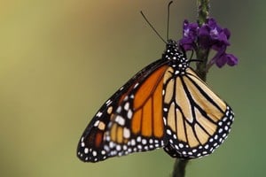 La mariposas monarca realizan la migración más larga de todas las especies de insectos