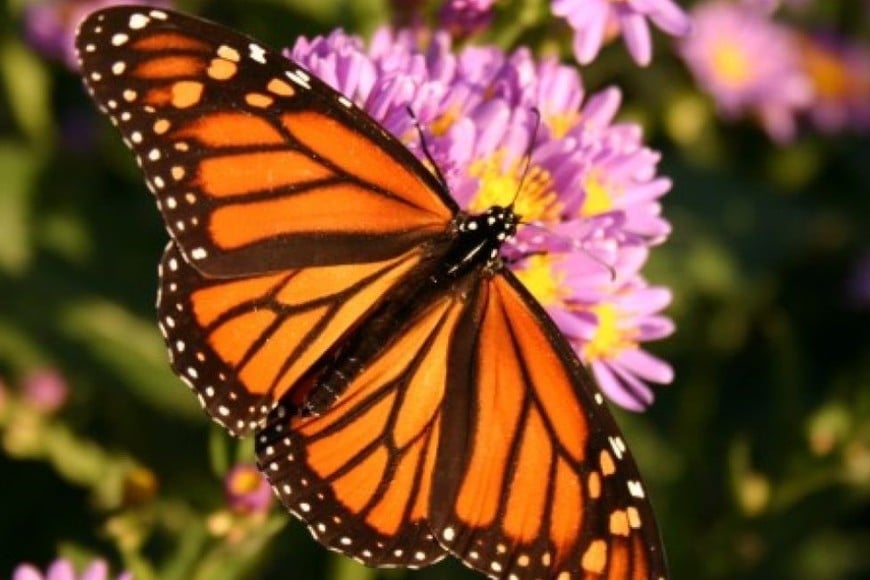 La mariposas monarca realizan la migración más larga de todas las especies de insectos