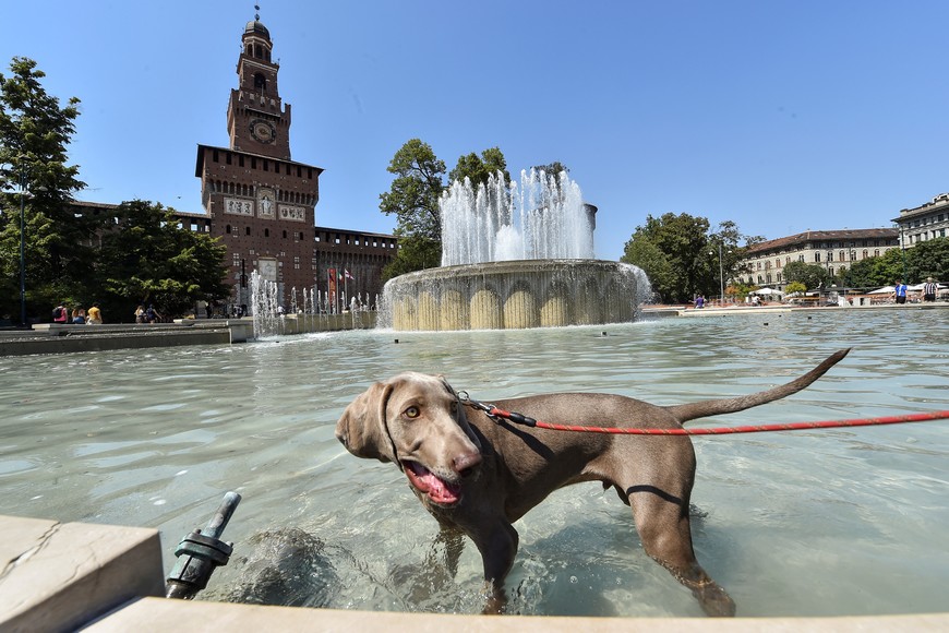 A dog stands in the water cooling off in Castello Sforzesco fountain, as temperatures soar during a heatwave in Milan, Italy, July 21, 2022. REUTERS/Massimo Pinca