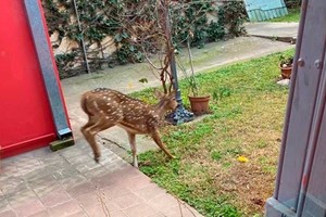 El animal fue visto en el patio de un casa.