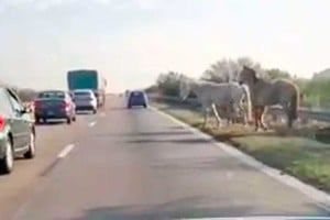 Los equinos estaban sueltos y uno cruzó entre los autos.