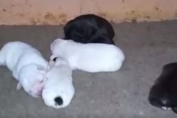 Rosario: rescataron a 18 cachorritos de raza de una semana que eran vendidos por internet