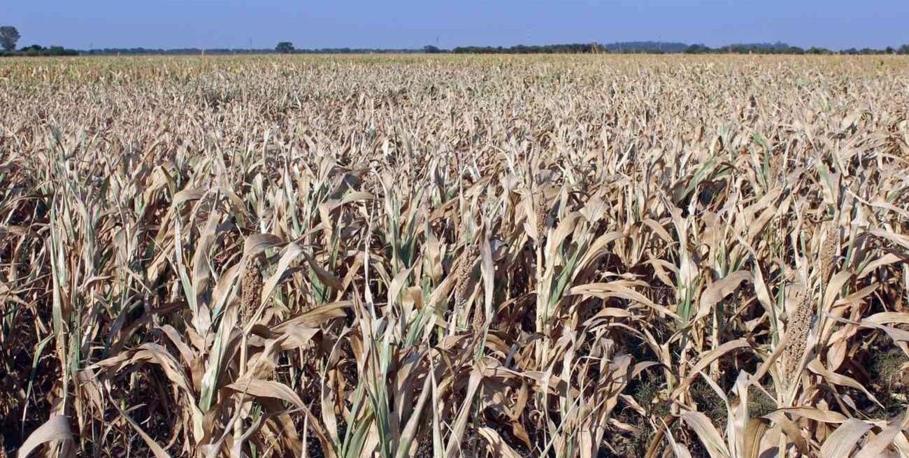 Por la seca, en el centro oeste provincial la superficie sembrada de trigo cayó 20%