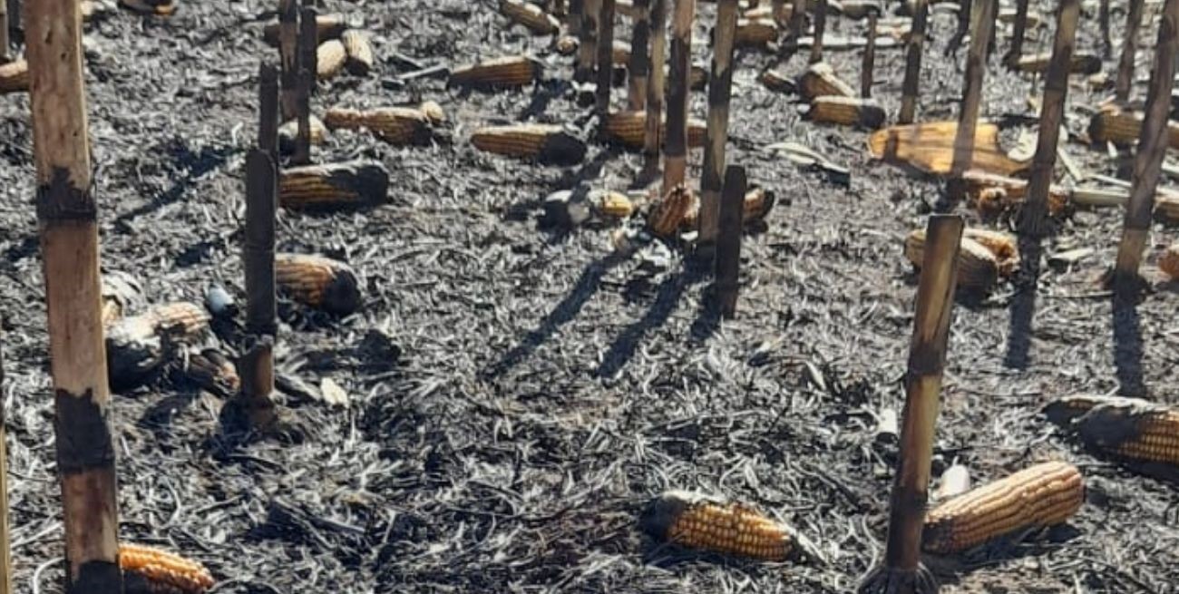 A un productor de Bernardo de Irigoyen le quemaron 6 hectáreas de maíz