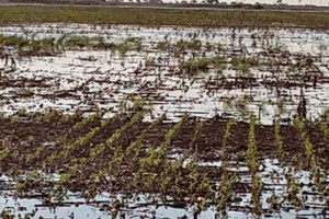 Ley Emergencia Agropecuaria, beneficios a quienes producen en campo alquilado