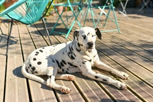 dalmata