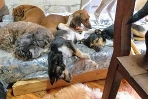 El gobierno colabora en ciertas oportunidades o brinda logística, pero no tiene una cuota fija para PI; los veterinarios no pueden trabajar gratis aunque varios hacen descuentos importantes o fían, la gente ayuda pero hoy en día la situación en general no es la mejor. Foto: El Litoral