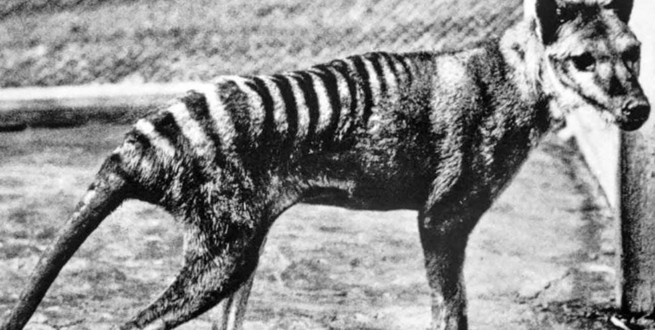 Científicos planean resucitar al extinto tigre de Tasmania