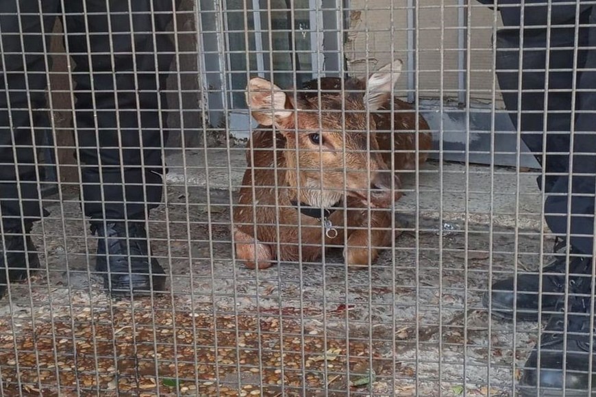 El ciervo axis que apareció en el centro santotomesino presentaba heridas en una de sus patas traseras y en la boca. Fue trasladado a la Granja La Esmeralda para su recuperación.