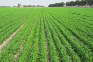 Desde el 1ro de agosto corre el plazo de cinco años para iniciar divisiones de propiedades rurales como excepción a la Ley 9.319, de 1983, que estableció el tamaño mínimo que deben tener las propiedades de los campos para que no pierdan su condición de unidades productivas.