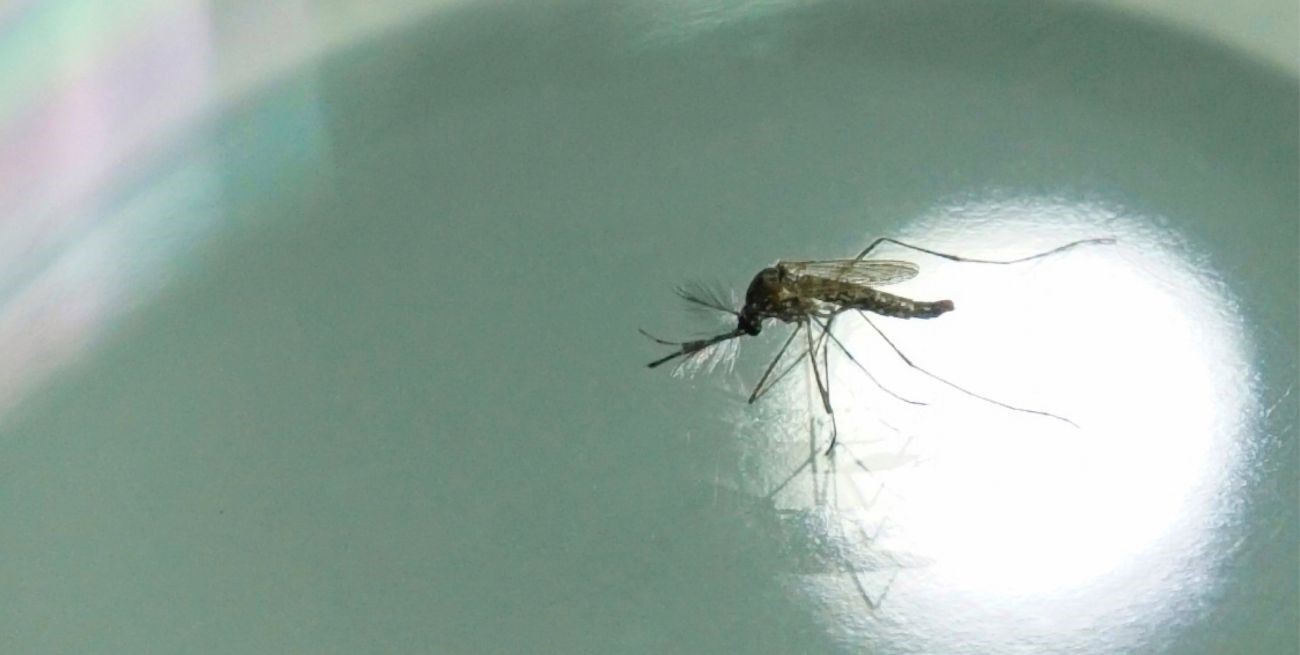 Por qué el invierno es buena época para el control de los mosquitos