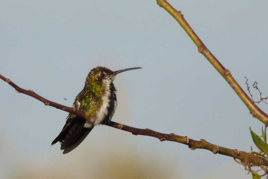 El registro gráfico fue tomado hace un mes en la Reserva Natural Urbana del Oeste, de esta capital.  Gentileza Pablo Capovilla
