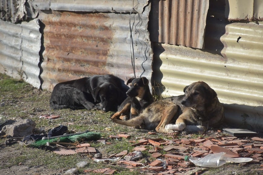 Los caninos también se utilizan para realizar sacrificios. La foto es sólo ilustrativa.