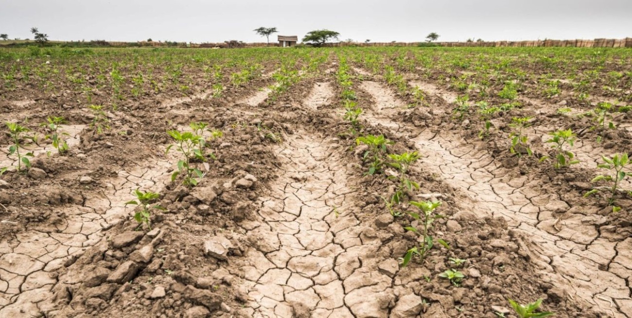El sur de Santa Fe y gran parte del centro de Argentina atraviesan la mayor sequía en más de 30 años  