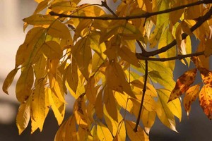 Falsas caobas rosadas y blancas, guarán amarillo, lapacho rosado, jacarandá celeste, albizia rosada y blanca, árbol de judea fucsia, crespones de colores diversos, y árboles de texturas particularmente elegantes como hovenia, aguaribay y tilo, son algunas de las especies, producidas en el recuperado Vivero Forestal Municipal. Foto: Archivo/Mauricio Garín