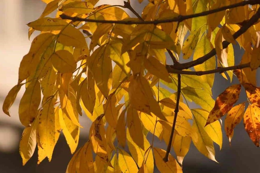 Falsas caobas rosadas y blancas, guarán amarillo, lapacho rosado, jacarandá celeste, albizia rosada y blanca, árbol de judea fucsia, crespones de colores diversos, y árboles de texturas particularmente elegantes como hovenia, aguaribay y tilo, son algunas de las especies, producidas en el recuperado Vivero Forestal Municipal. Foto: Archivo/Mauricio Garín