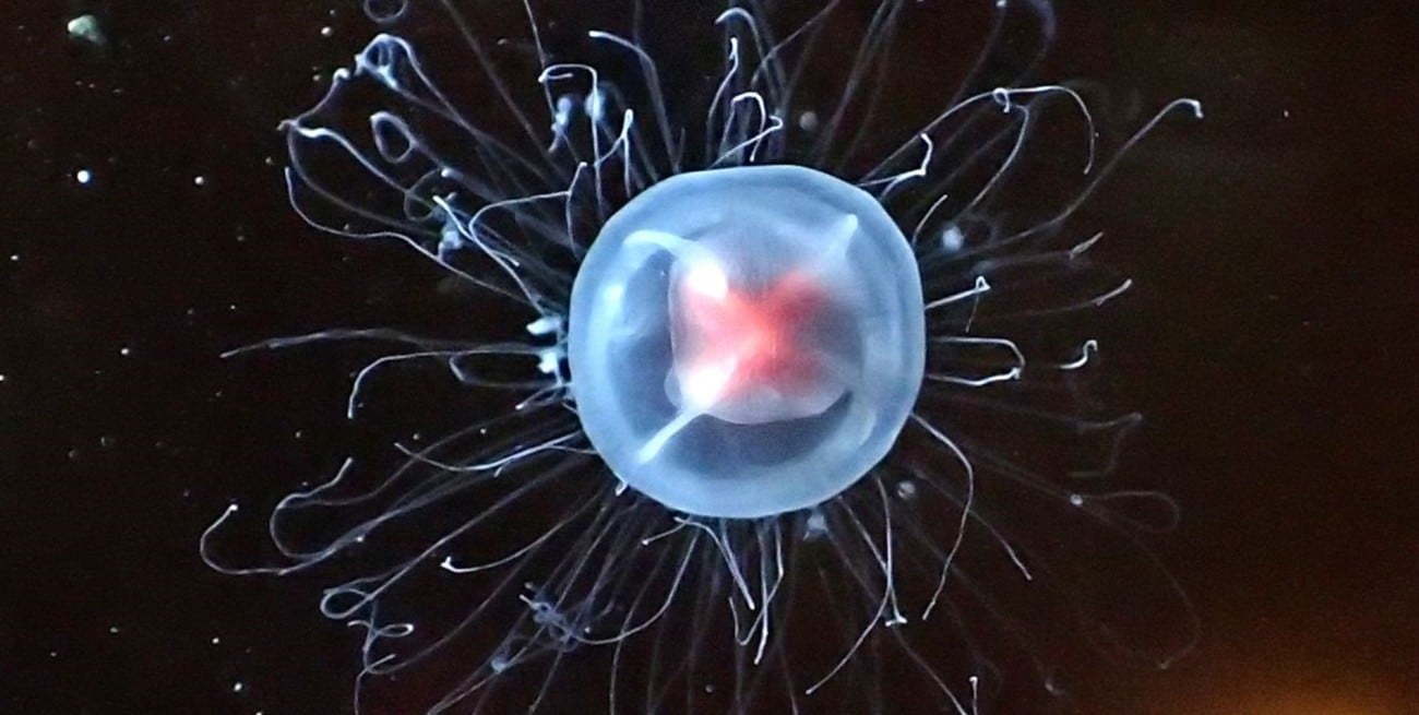 Descifran el genoma de la medusa inmortal, capaz de revertir su ciclo vital