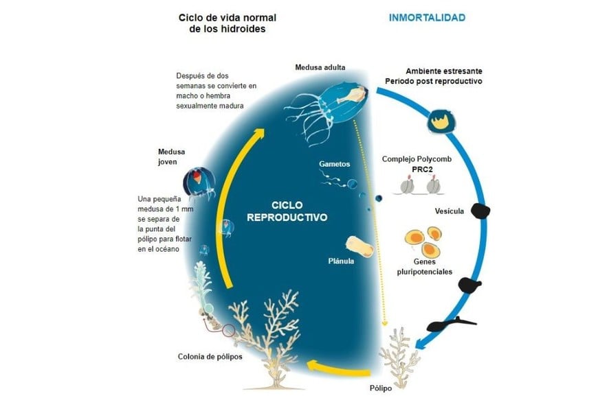 El ciclo de la vida de la Turritopsis dohrnii.