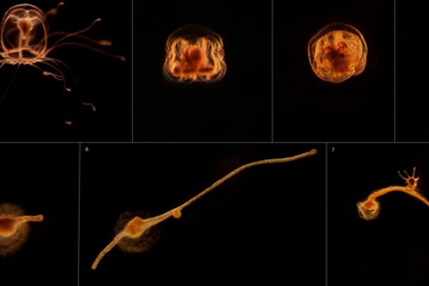 Ciclo de transformación en el que la medusa inmortal da marcha atrás en su reloj biológico tras alcanzar la madurez sexual y renace.