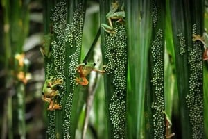 Un raro frenesí de cría de ranas arbóreas en Puntarenas, Costa Rica. Estos espectaculares eventos de cría en masa ocurren sólo en algunos lugares remotos, unas pocas veces al año. Cada hembra pone alrededor de 200 huevos y, finalmente, los renacuajos nacidos caen al agua. Crédito: Brandon Güell