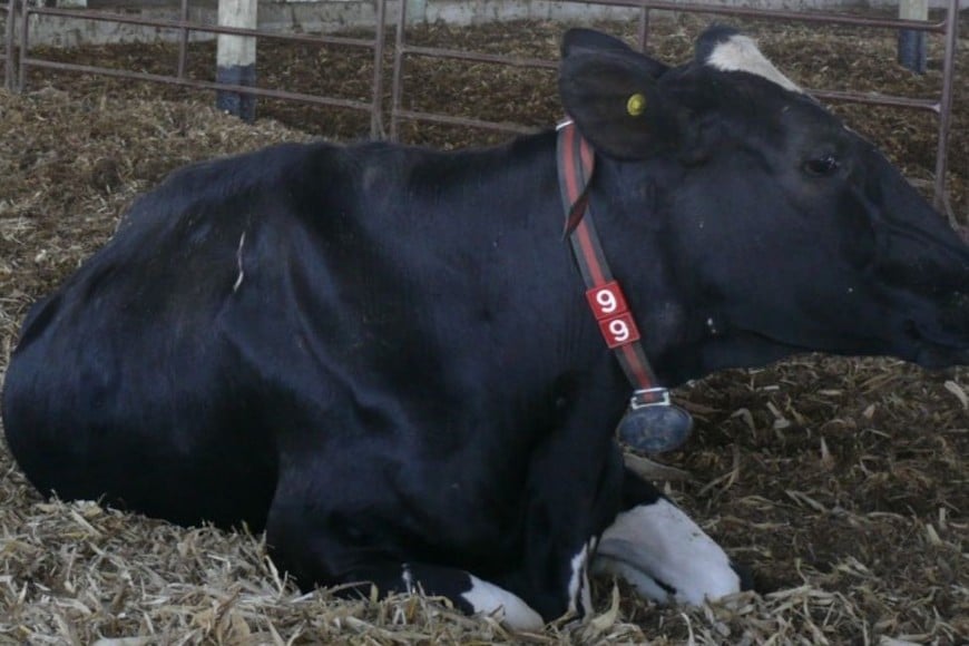 Bienestar animal. El establo permite que los animales se alimenten y descansen bien protegidos.