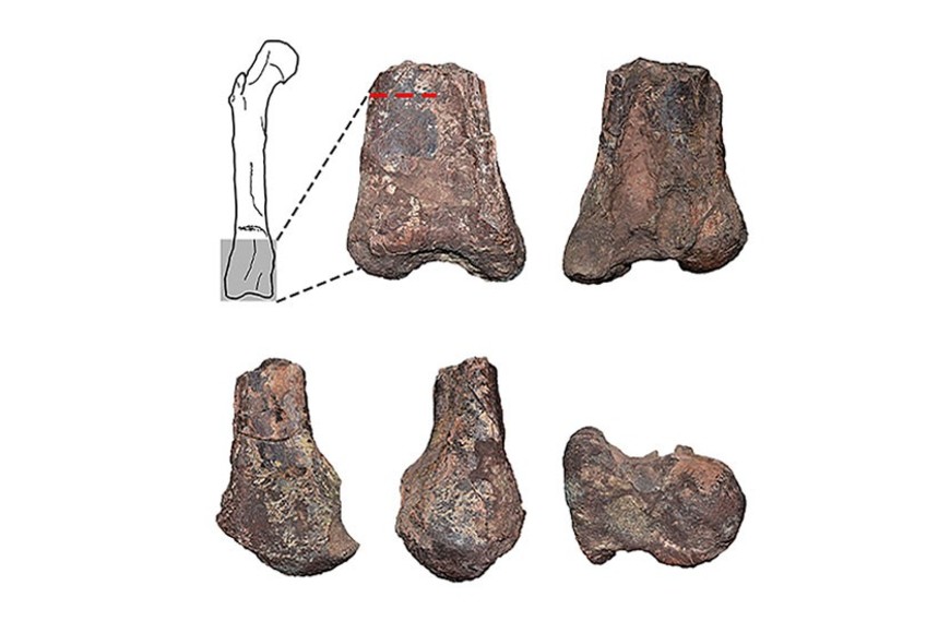 El ejemplar tenía una longitud de cuatro metros desde la cabeza a la cola y una altura cercana a los dos metros.