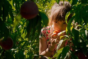 Fotograma de “Alacarràs”, de Carla Simón.