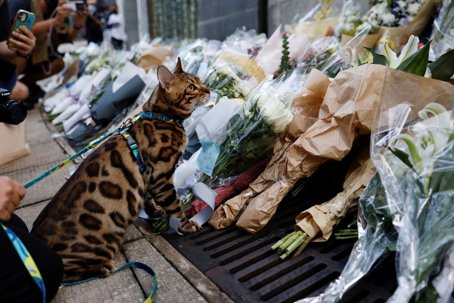 Una persona trae a su gato para rendir homenaje a la reina Isabel fuera del Consulado General Británico, después de que ella muriera a los 96 años, en Hong Kong, China. REUTERS/Tyrone Siu