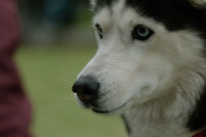 “Un desafío en la película era que siempre que hubiera algo intenso, se cortara rápidamente", aseguró el director.
