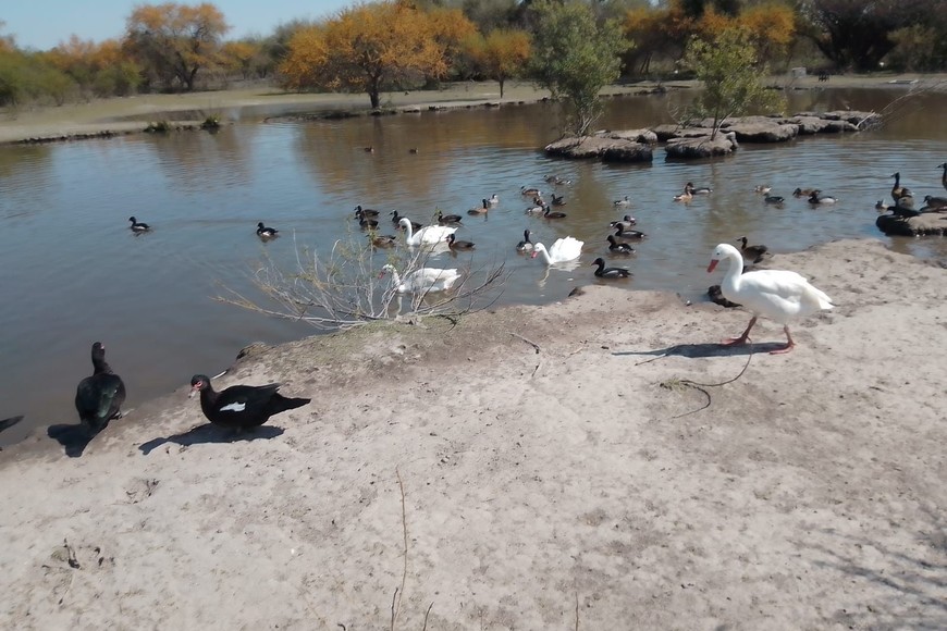 En el predio había patos, caburés, ñandúes, pavos reales y caranchos, la mayoría con sus alas cortadas, en algunos casos hasta quebradas.