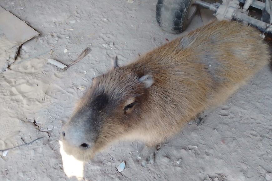 Algunos carpinchos tienen sarna.