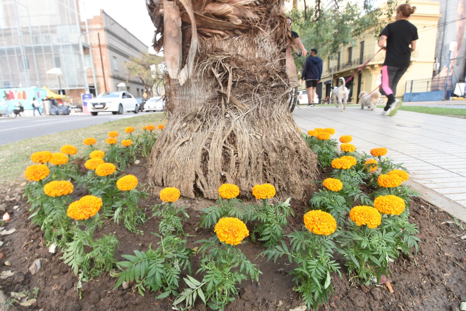 El Municipio puso en marcha el Plan Primavera y flores de todos los colores lucen en los espacios verdes.