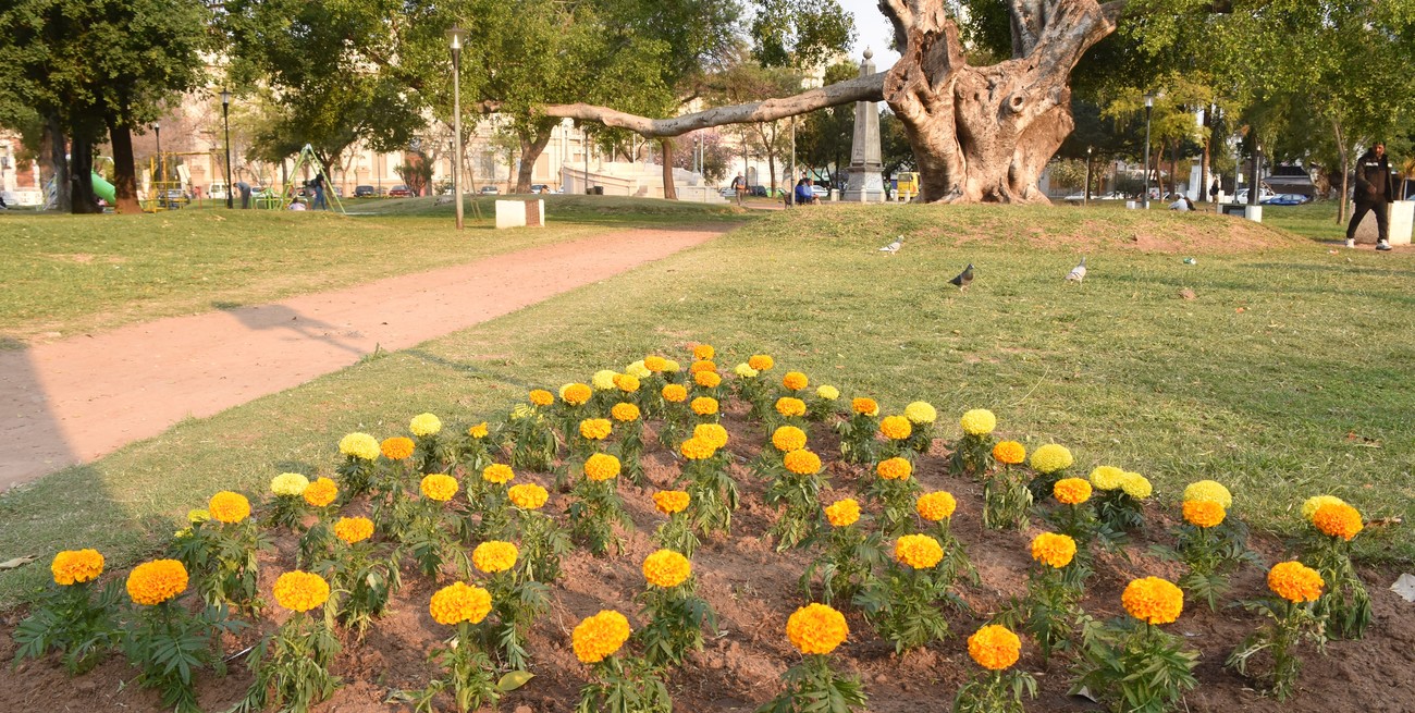 14 mil nuevos plantines florecidos en 20 espacios públicos de la ciudad anuncian la Primavera