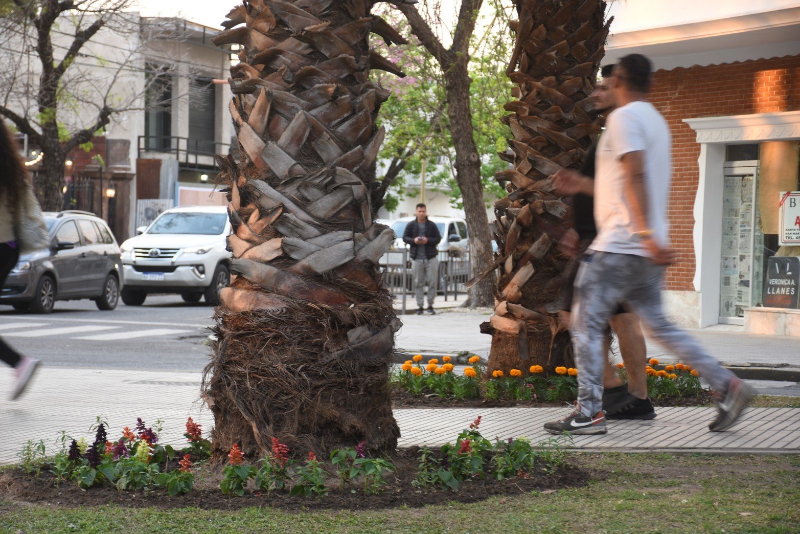 14 mil nuevos plantines florecidos en 20 espacios públicos de la ciudad anuncian la Primavera.