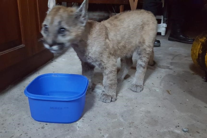 El felino fue trasladado a la granja La Esmeralda.